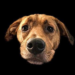LnkBio profile picture for @lucy
