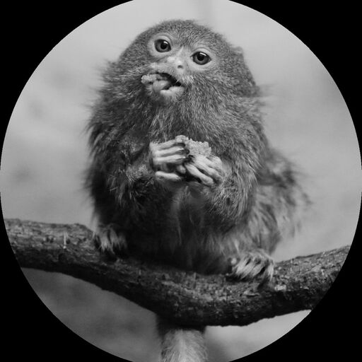 @ofmiceandmarmosets Profile Picture
