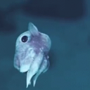 LnkBio profile picture for @squid