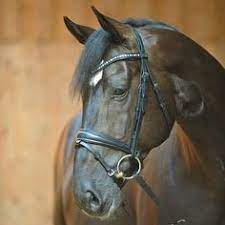 @Horse Halter Profile Picture