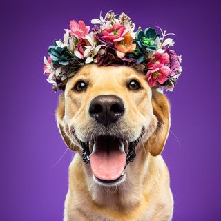 @harlow_thelabrador Lnk.Bio · link in bio