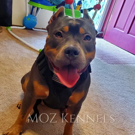 @Mozkennels Profile Picture