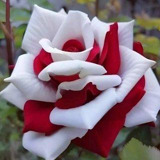 @jiniaakther6699 Profile Picture