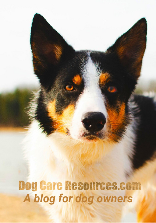 @Dog care resources Profile Picture