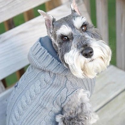 LnkBio profile picture for @schnauzer