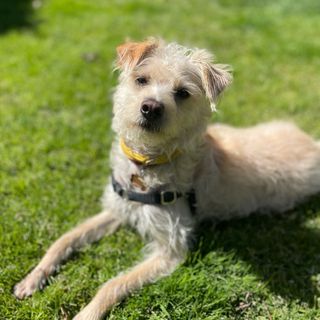 @douglas_fur_dog Profile Picture