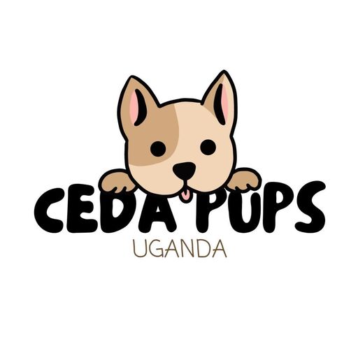 @ceda.pups Profile Picture