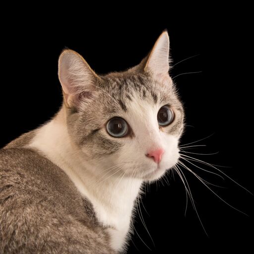 @Cpy cat channel Profile Picture