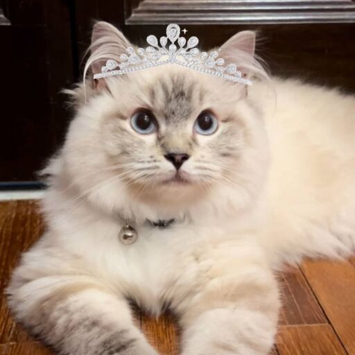 @princessdianaofwails Profile Picture