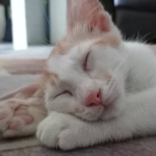 @dewiiikucing Profile Picture