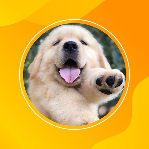 @1puppilover Profile Picture