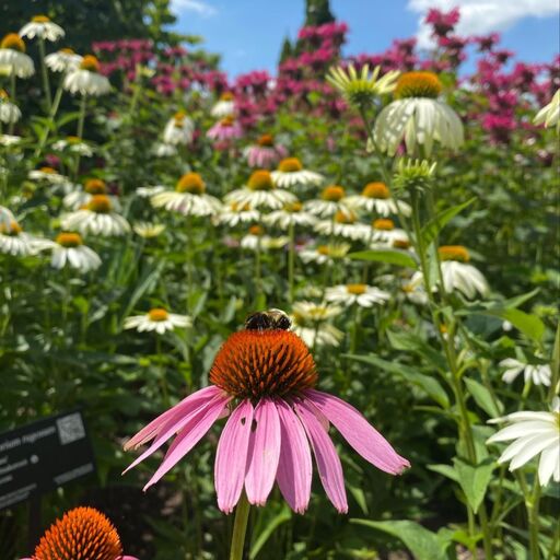 @osuchadwickarboretum Profile Picture