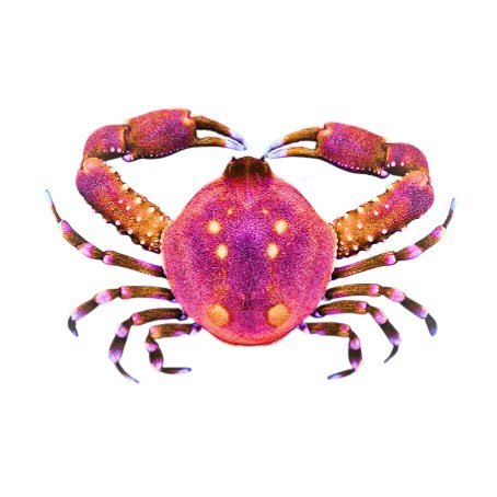 LnkBio profile picture for @crabs