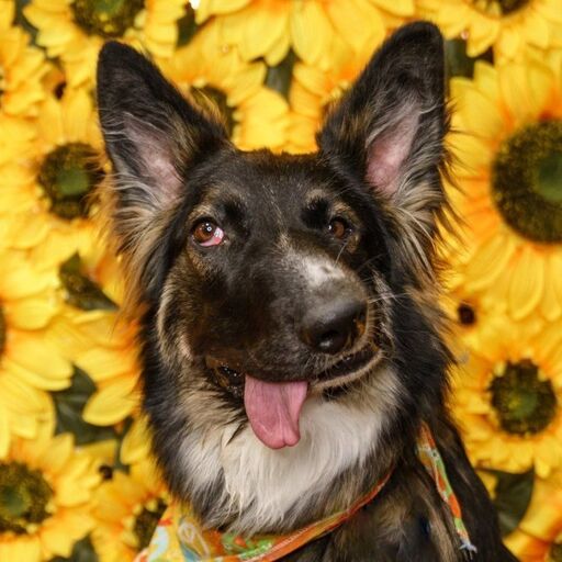 @bestboybrodie Profile Picture