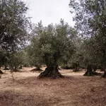 @carrilhoemacanita_azeite Profile Picture