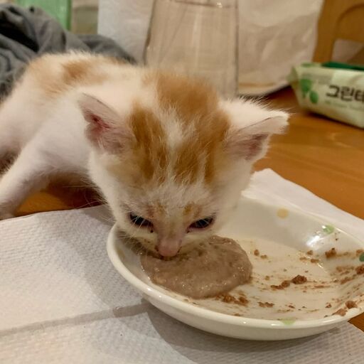 @fosterkittenfiesta Profile Picture