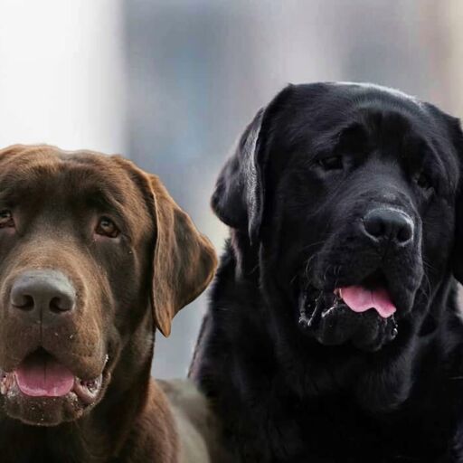 @benningtonretrievers Profile Picture