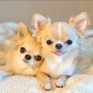 LnkBio profile picture for @chihuahua