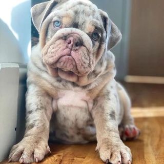LnkBio profile picture for @bulldog