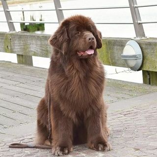 LnkBio profile picture for @newfoundland