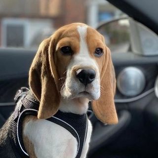 LnkBio profile picture for @beagle