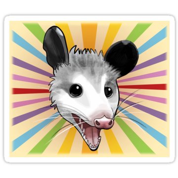 @opossum_obsessed Lnk.Bio · link in bio