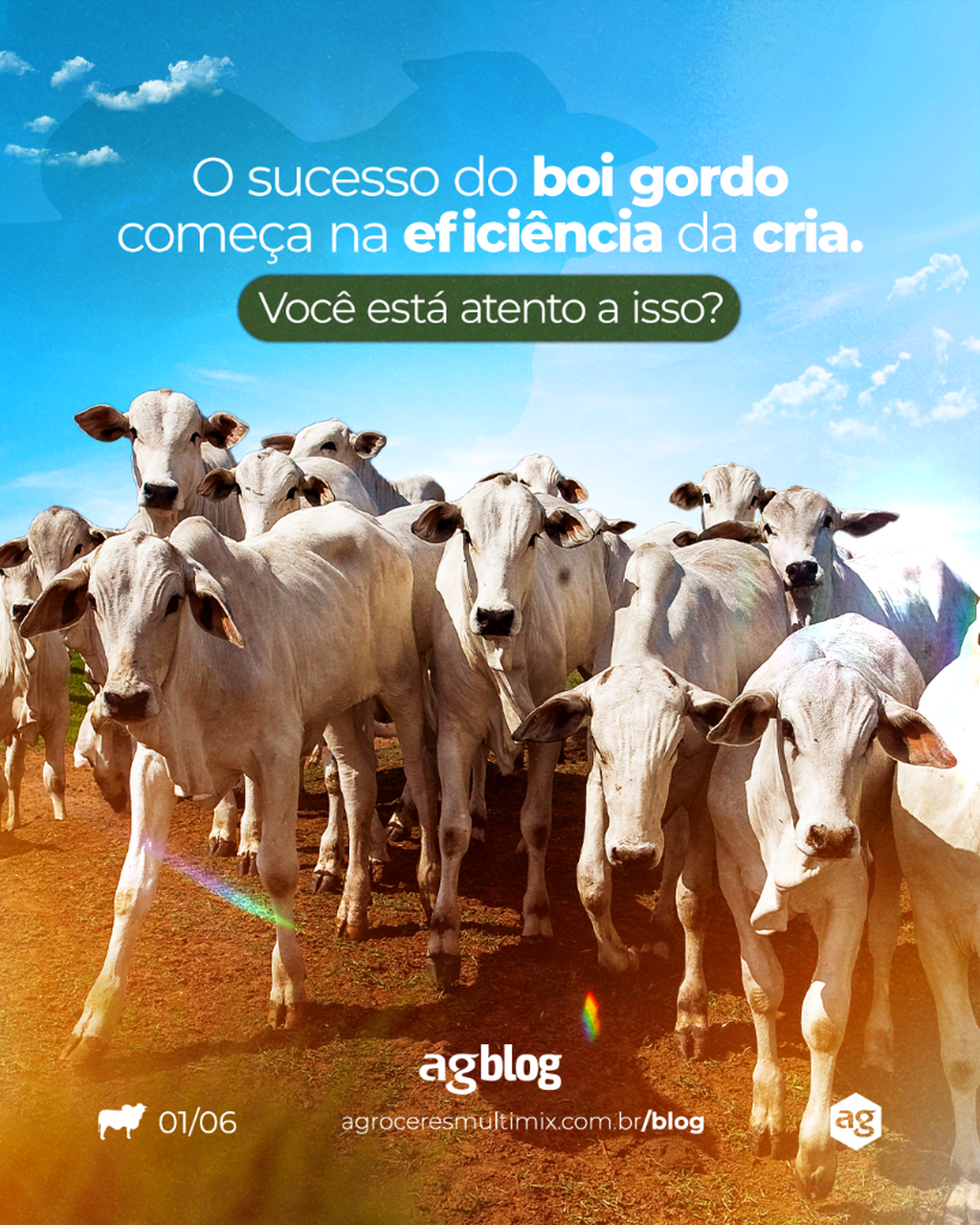 A avalia&ccedil;&atilde;o da condi&ccedil;&atilde;o corporal das matrizes na desmama pode ser o diferencial para otimizar a nutri&ccedil;&atilde;o, melhorar a efici&ecirc;ncia reprodutiva e garantir bezerros mais pesados no futuro.