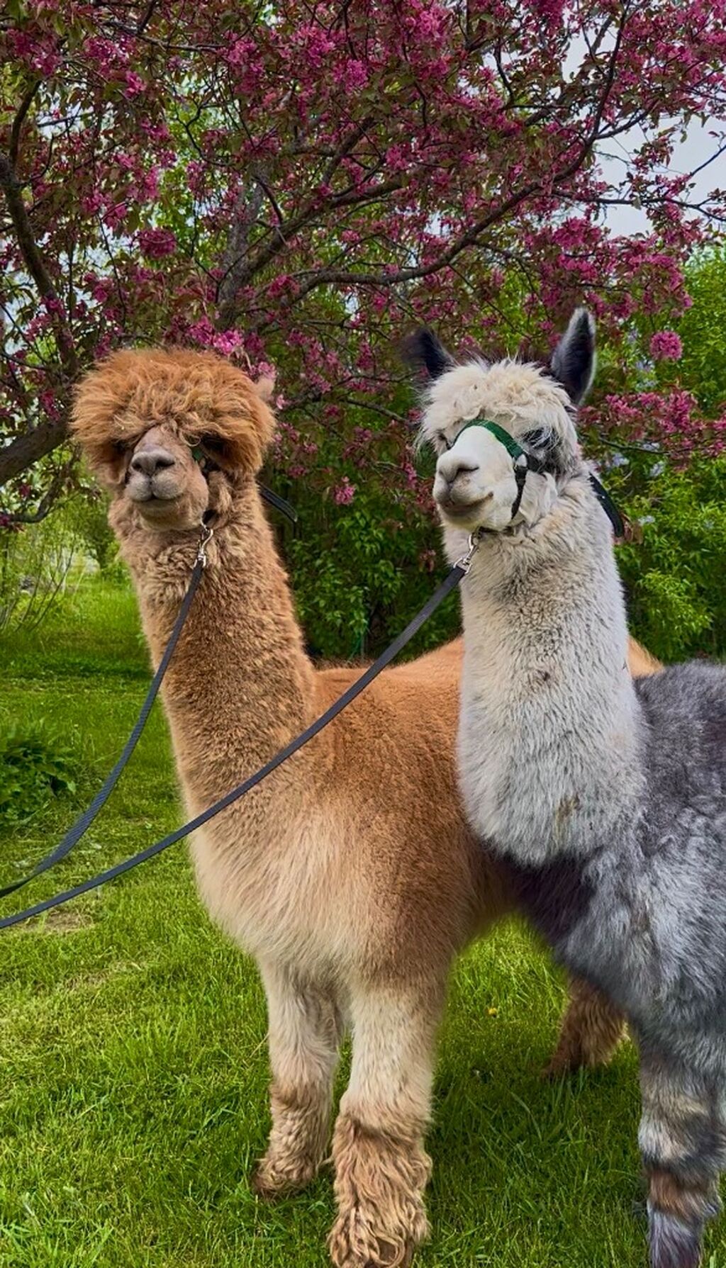 Alpaca Walk and Wine Experience!