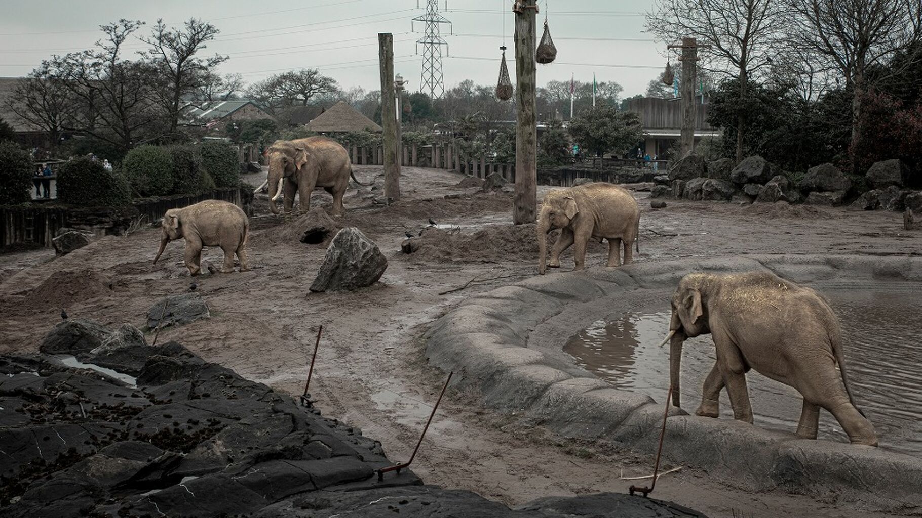 New UK Zoo Standards