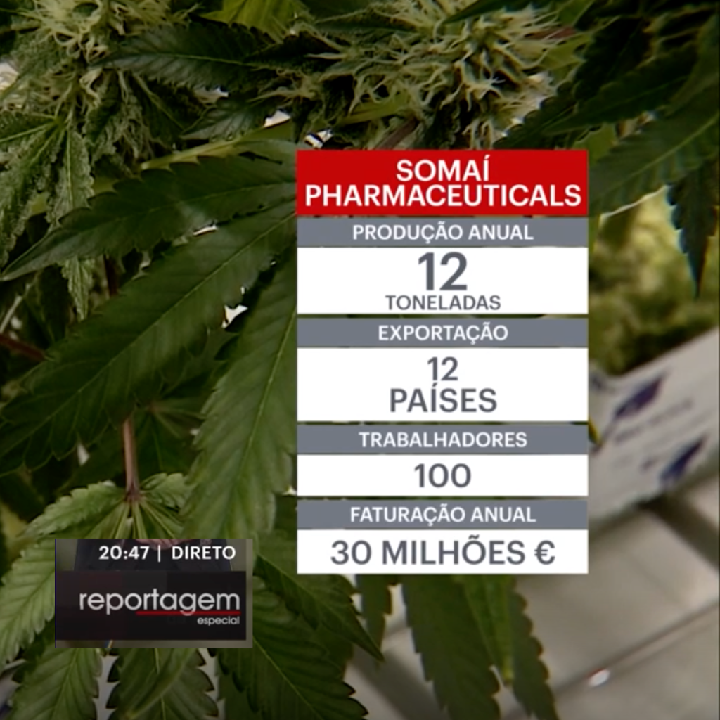 Ouro Verde: o neg&oacute;cio milion&aacute;rio e legal do cultivo de can&aacute;bis para fins medicinais