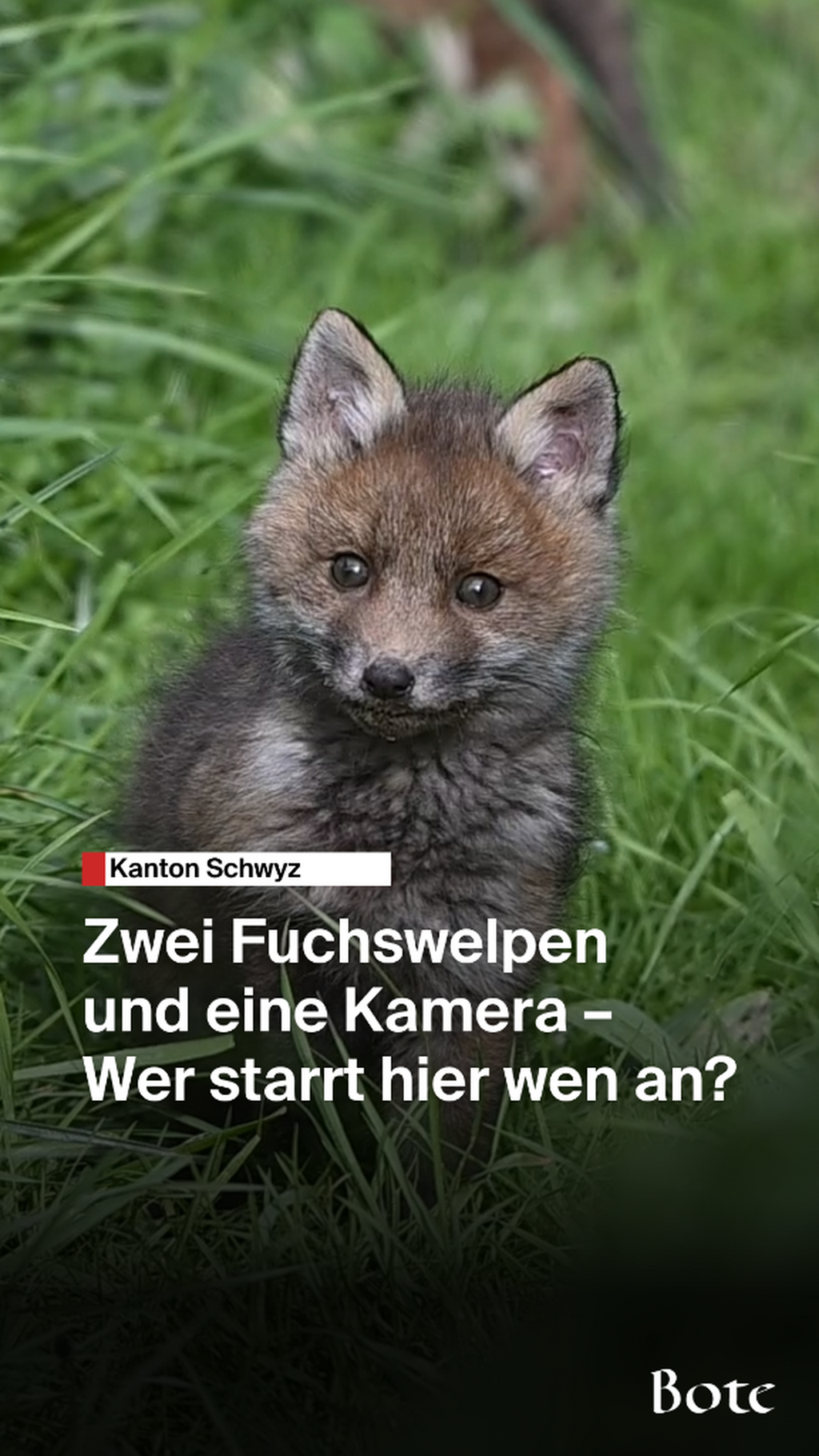 Fuchswelpen