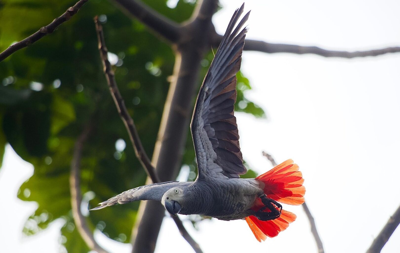 GREY PARROT RELEASE IN CAMEROON
