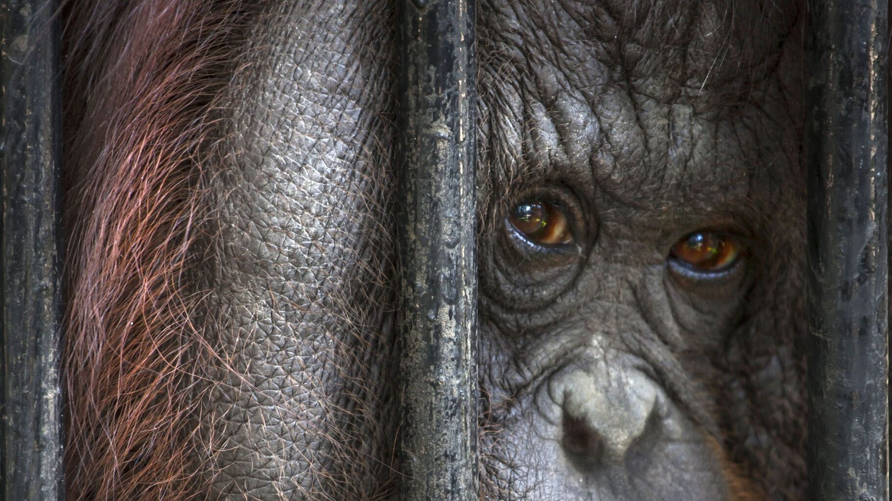 Raise the Flag for captive wild animals