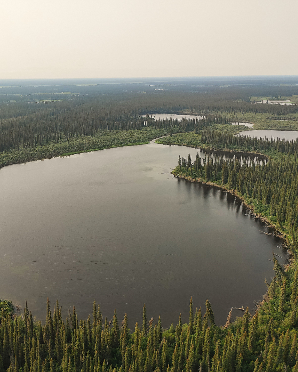 Le cas curieux des arbres &laquo; ivres &raquo;, dans le nord du Canada - Ressources naturelles Canada