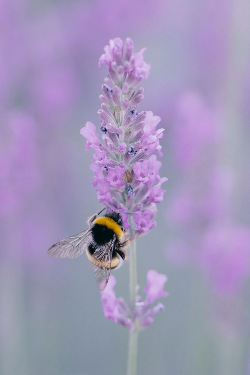 Native pollinator diversity