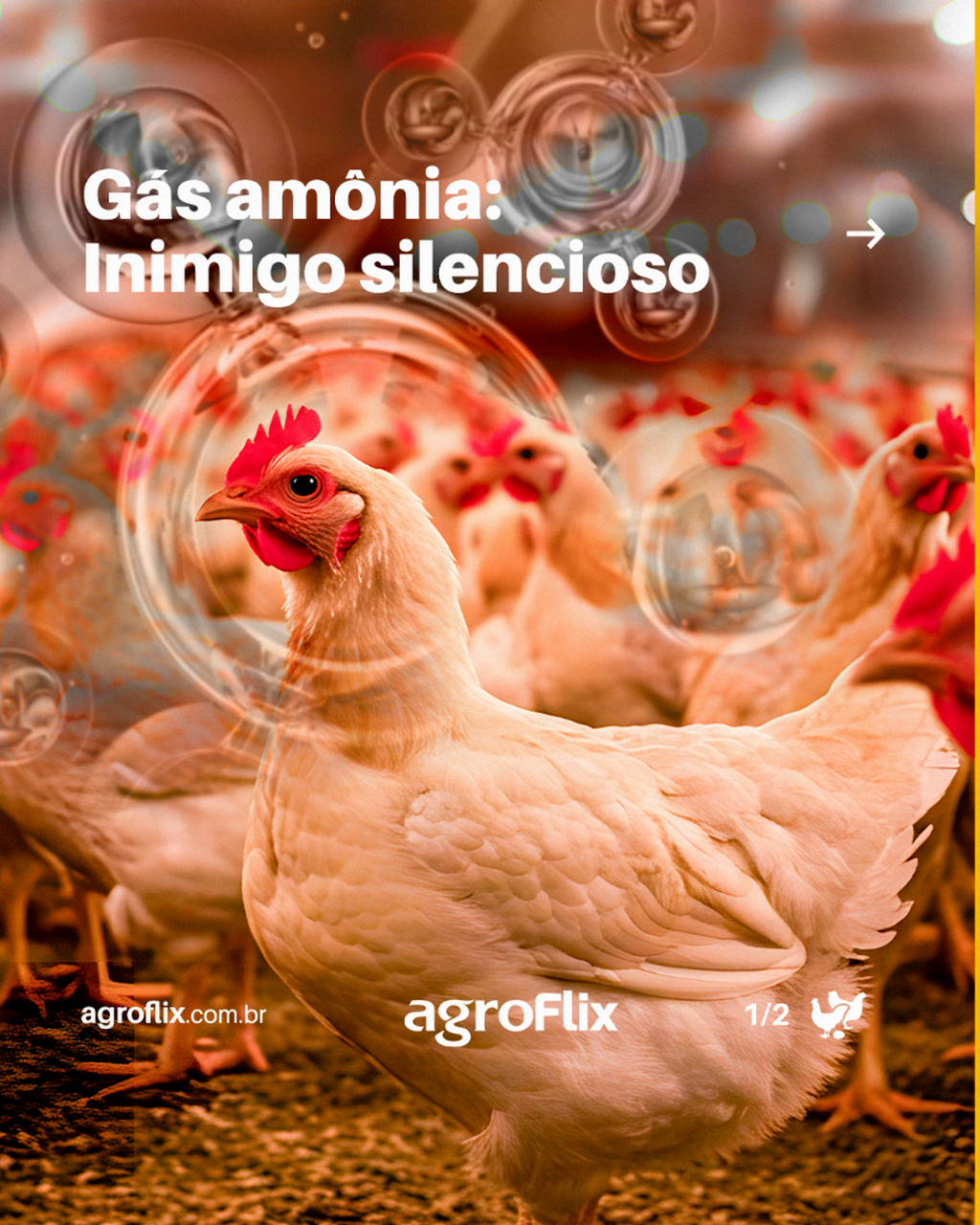 Neste Minuto Agro, de O Presente Rural, Kenes Castro destaca a import&acirc;ncia da ambi&ecirc;ncia no controle do g&aacute;s am&ocirc;nia na avicultura.