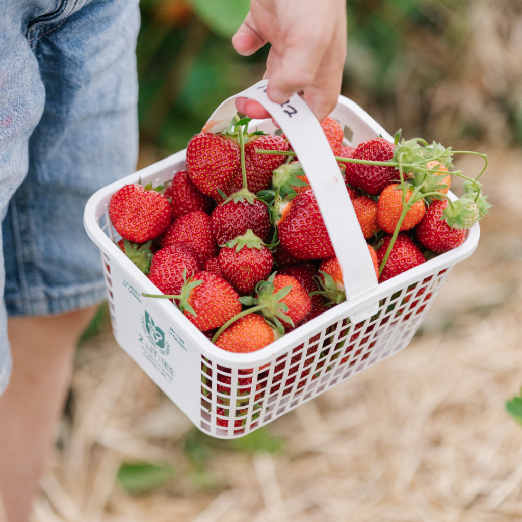 Guide for Top Strawberry Picking Spots in ON