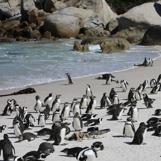 Scientists are baffled as measurements reveal South Africa is RISING out of the ocean | Daily Mail Online