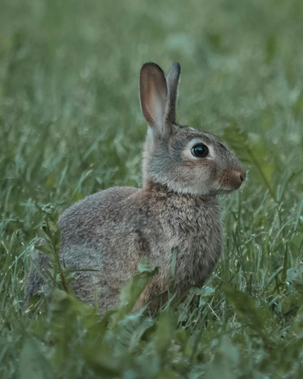 Hare Petition