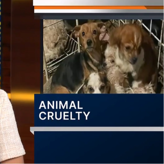 Yahoo! News: Animal Cruelty Laws