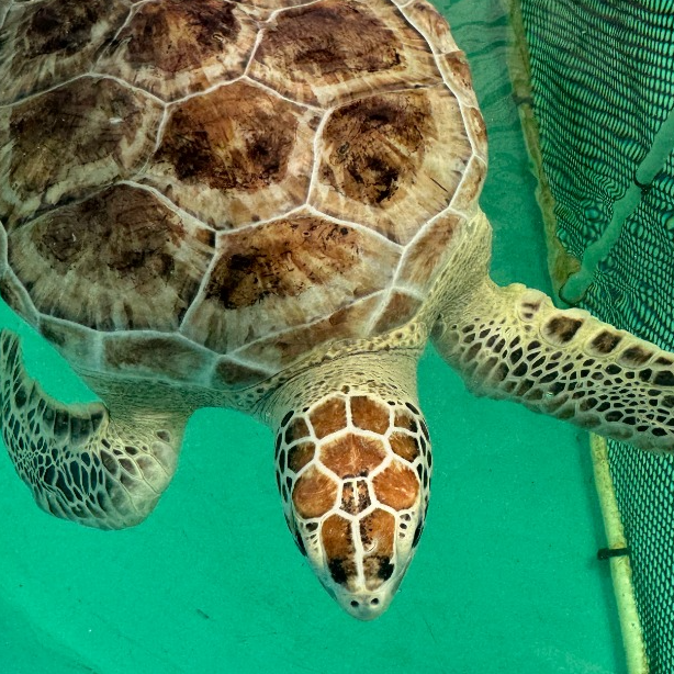 Sea Turtle Hospital Volunteer Program