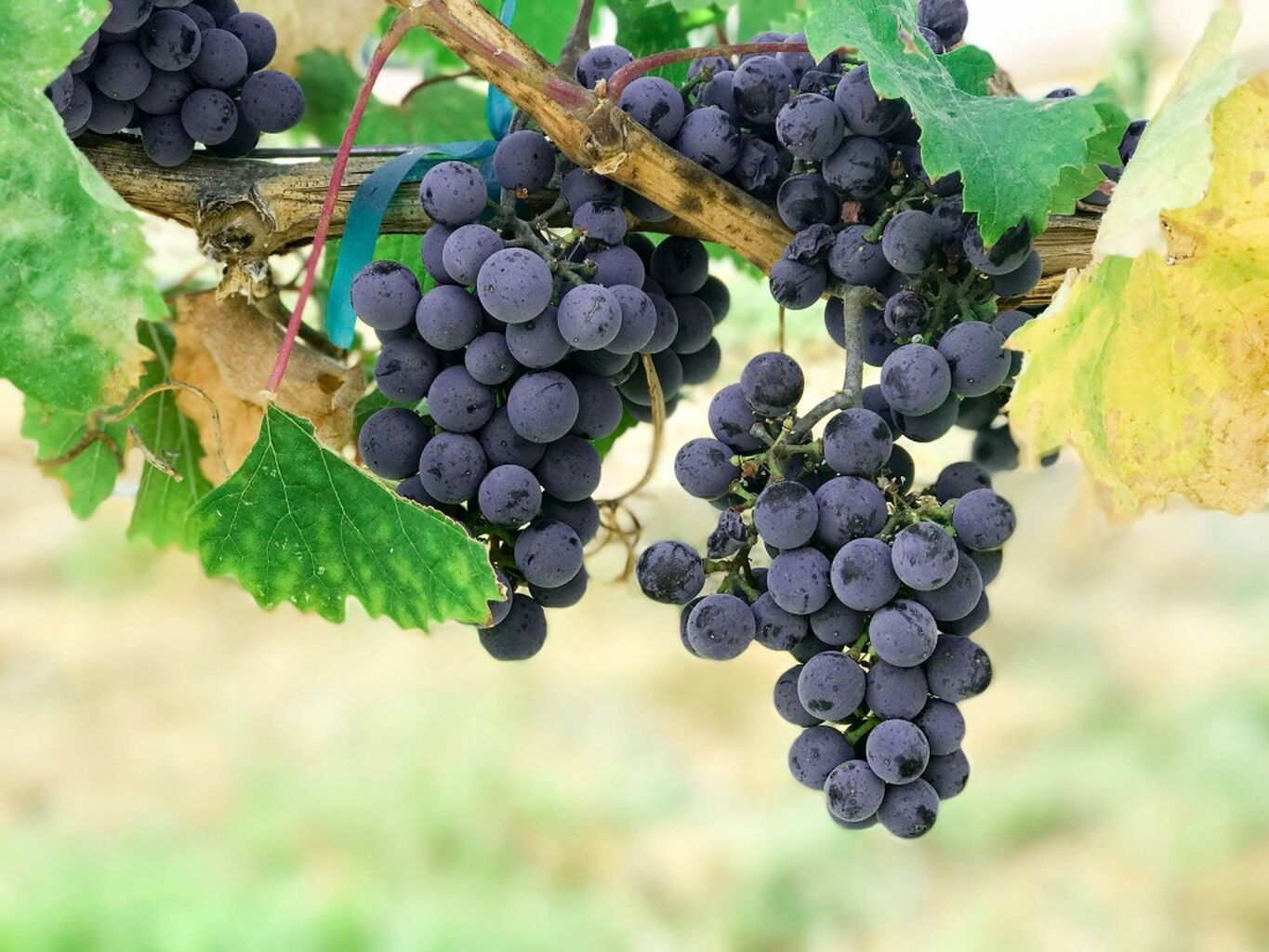 Sustainable Italian Wine &mdash; Mezzacorona Group
