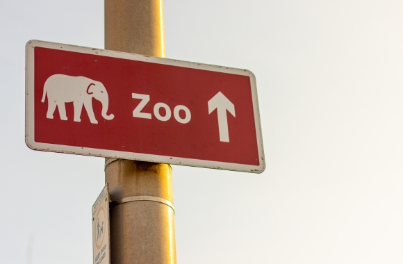 BLOG: Caged for Capital: Zoos Prioritize Profit Over Animal Conservation