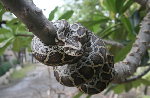 BLOG: Unleashed Threats: How the Exotic Pet Trade Fuels the U.S. Invasive Species Problem | Born Free USA