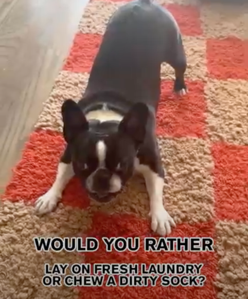 Maytag&reg; Pet Pro System