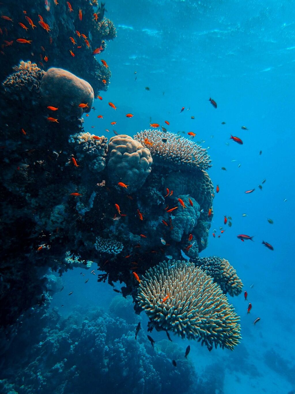 Awarding the Great Barrier Reef