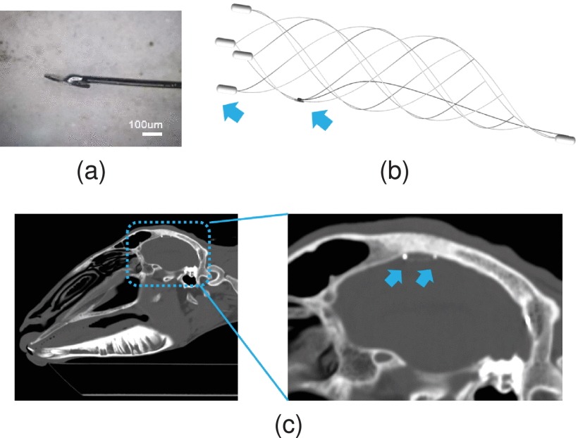 Research: An Interventional Brain-Computer Interface for Long-Term EEG Collection and Motion Classification of a Quadruped Mammal