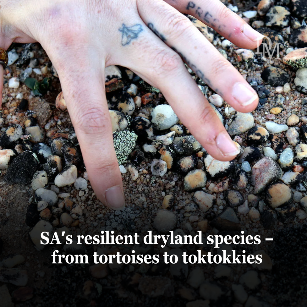 SA&rsquo;s resilient dryland species &ndash; from tortoises to toktokkies