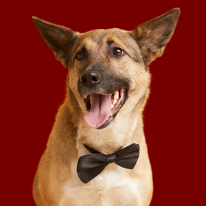 Wines for Canines Gala