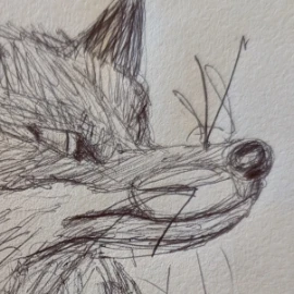 fox & crow